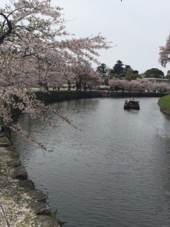 彦根城桜①