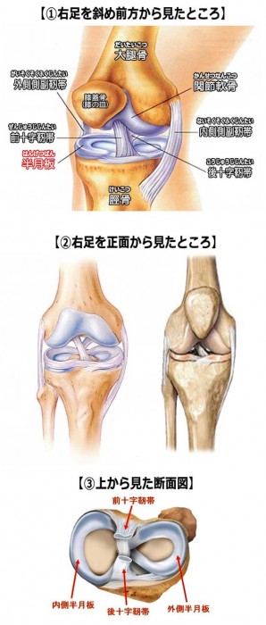 膝半月板2