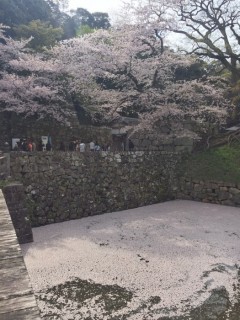 彦根城桜⑦