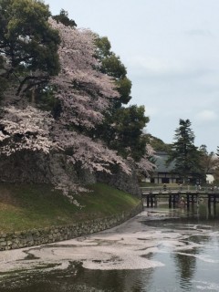 彦根城桜②