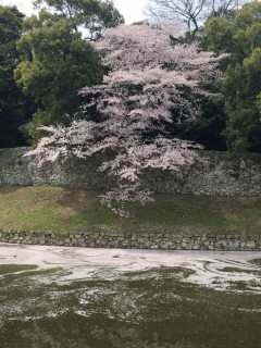 彦根城桜④