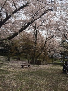 彦根城桜⑩